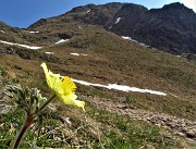 Laghi Gemelli dalle Baite di Mezzeno, fiori, stambecchi e ancora neve (4giu21) - FOTOGALLERY